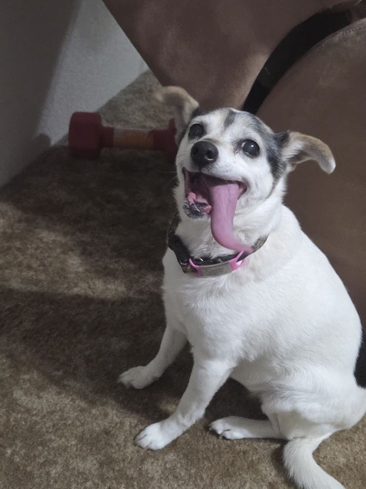 Callie, a small white dog, with her long pink tongue hanging out