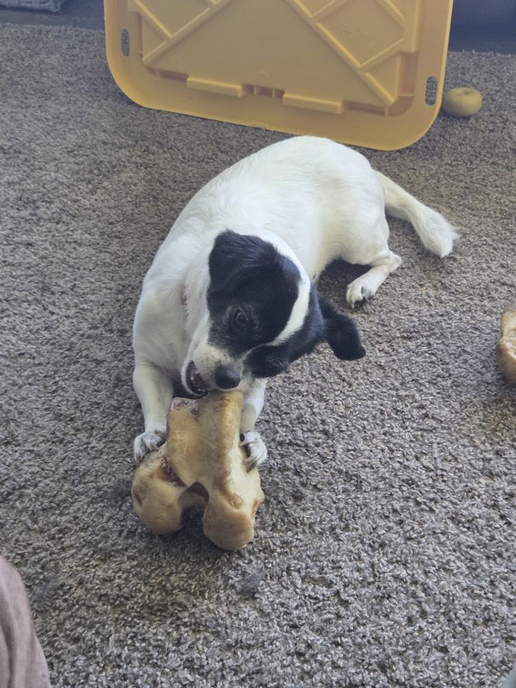Demi, a black and white dog, chewing a giant bone