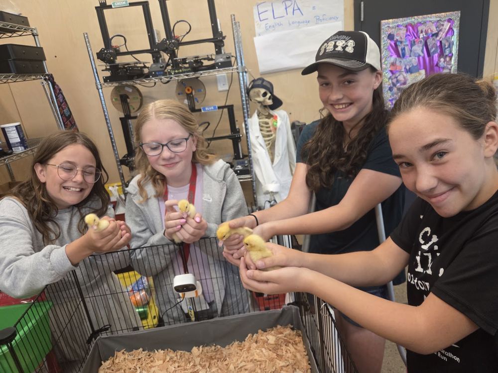 Four students holding fluffy yellow ducklings in the STEM Lab, with 3D printers behind them